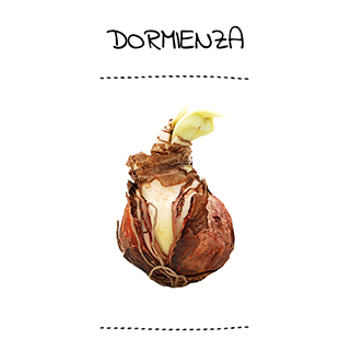 Dormienza