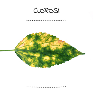 Clorosi